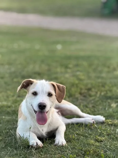 A young small-sized male Apricot / Beige Wirehaired Terrier dog named Nash for adoption in Battle Creek, MI