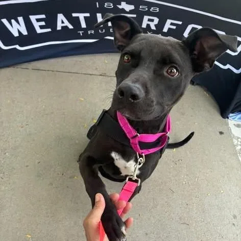 An adult medium-sized female Black Pit Bull Terrier dog named Hazel for adoption in Weatherford, TX