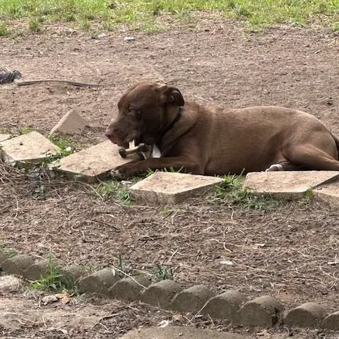 A baby large-sized male Brown / Chocolate Labrador Retriever dog named Delbert for adoption in Joshua, TX