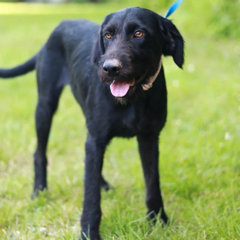 A young medium-sized female Black Terrier dog named CT Velma for adoption in Eastford, CT
