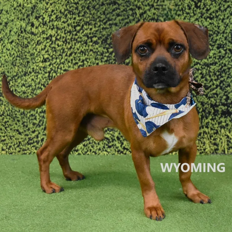 An adult small-sized male Red / Chestnut / Orange Boxer dog named Buddy for adoption in Yuma, AZ
