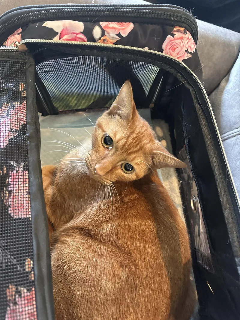 An adult medium-sized male Orange / Red Domestic Short Hair cat named Buddy for adoption in White Bluff, TN