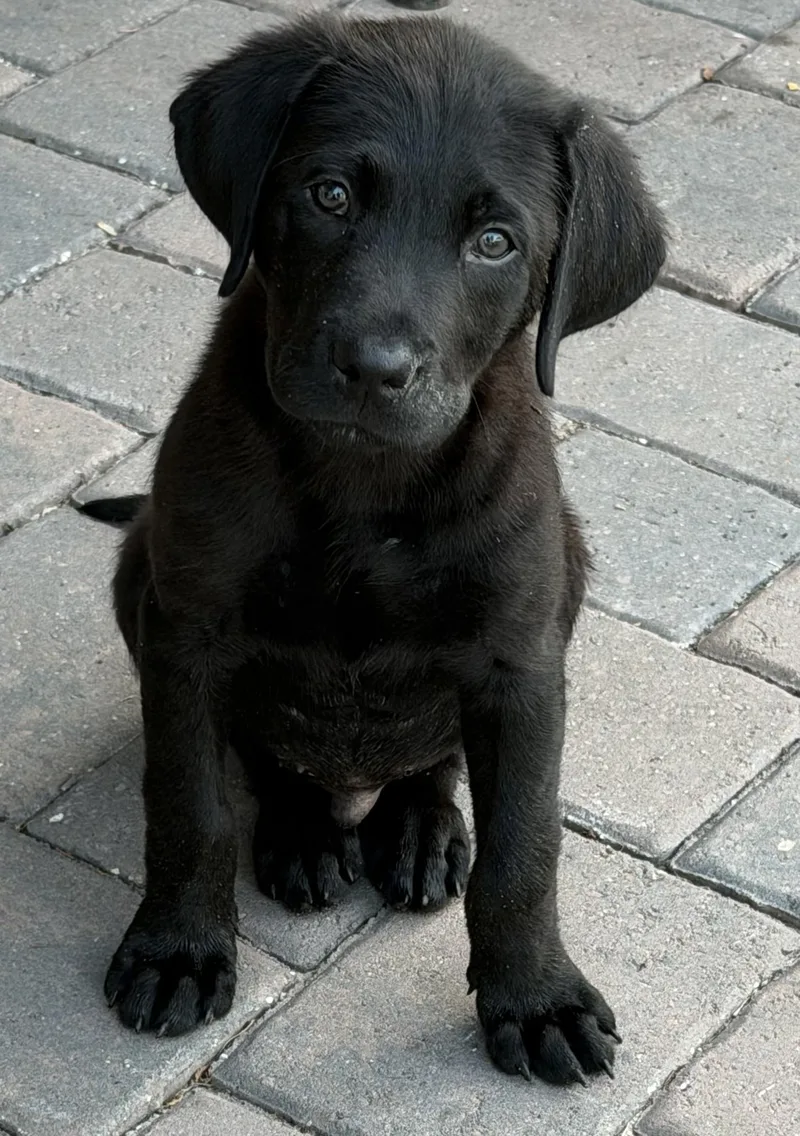 A baby large-sized male Black Labrador Retriever dog named Benny for adoption in Groveland, FL