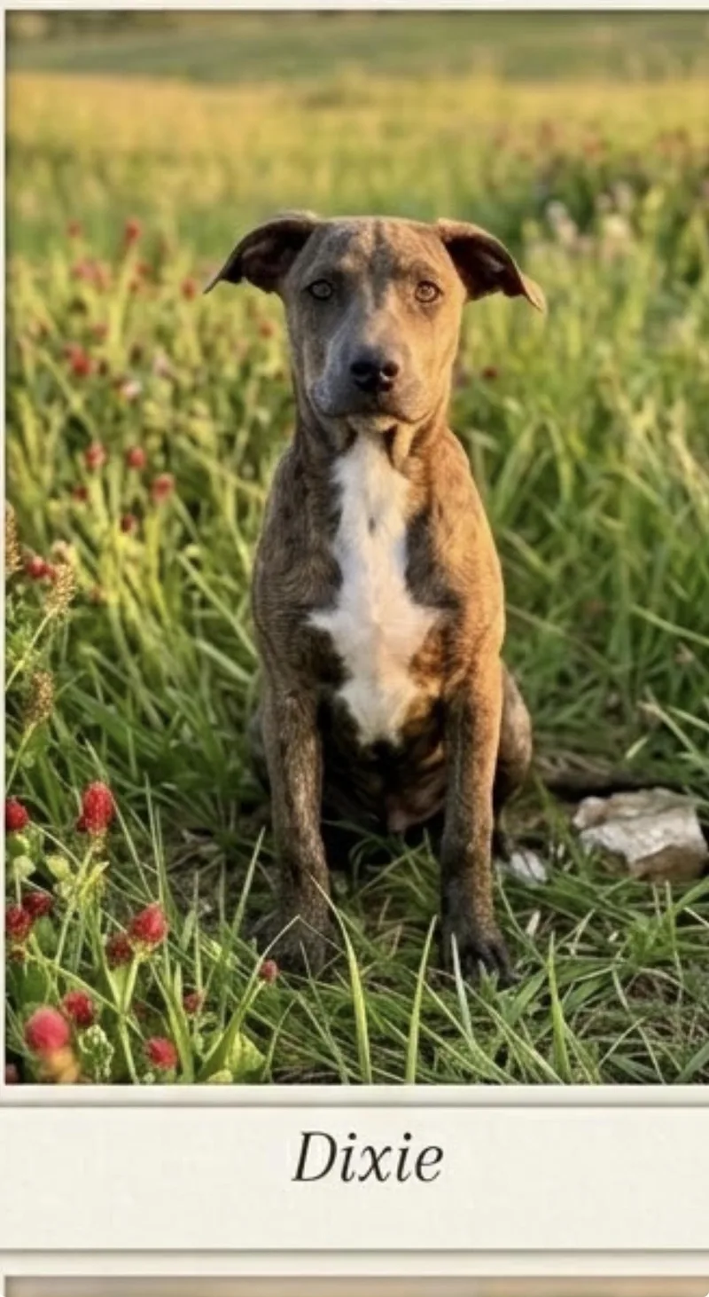 A young medium-sized female Brindle Labrador Retriever dog named Christie Dixie for adoption in Semmes, AL