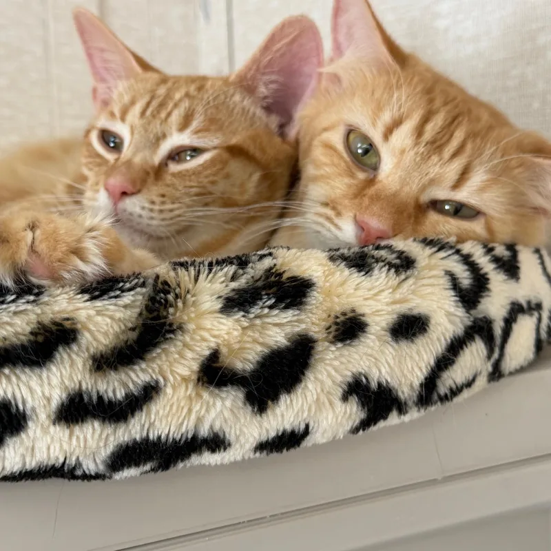 A baby small-sized female Domestic Short Hair cat named Joel And Valentina for adoption in Salem, NH