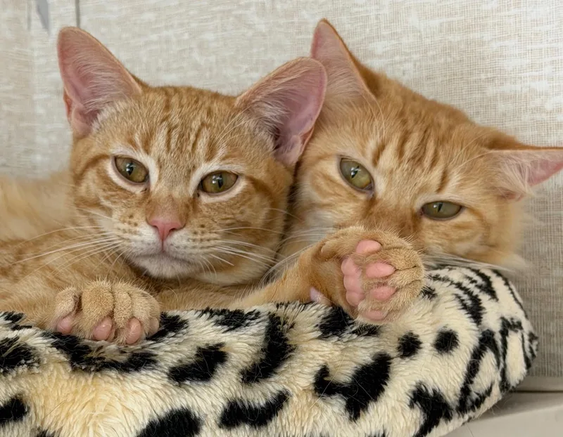 Joel And Valentina thumbnail 3