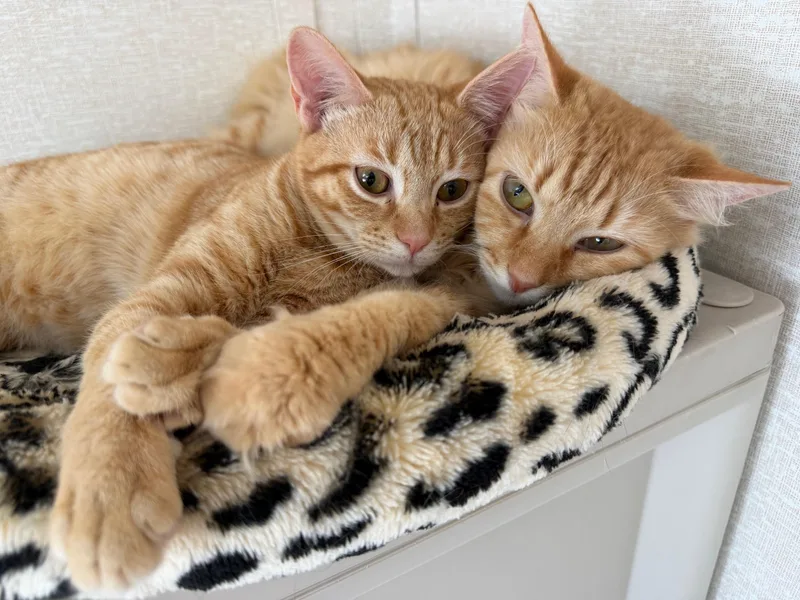 Joel And Valentina thumbnail 4