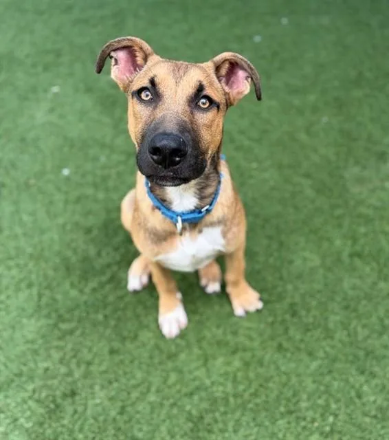 A young medium-sized male German Shepherd Dog dog named Ham for adoption in Dallas, TX