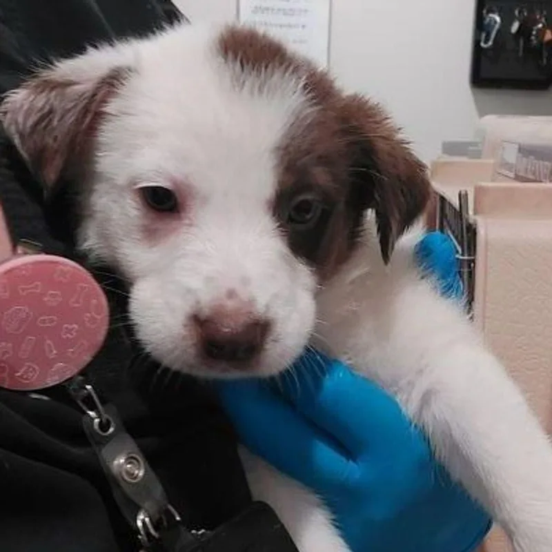 A young medium-sized male Yellow / Tan / Blond / Fawn Shepherd dog named Ron for adoption in Lake Havasu City, AZ