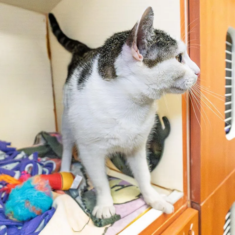An adult medium-sized female White Domestic Short Hair cat named Star for adoption in South Elgin, IL