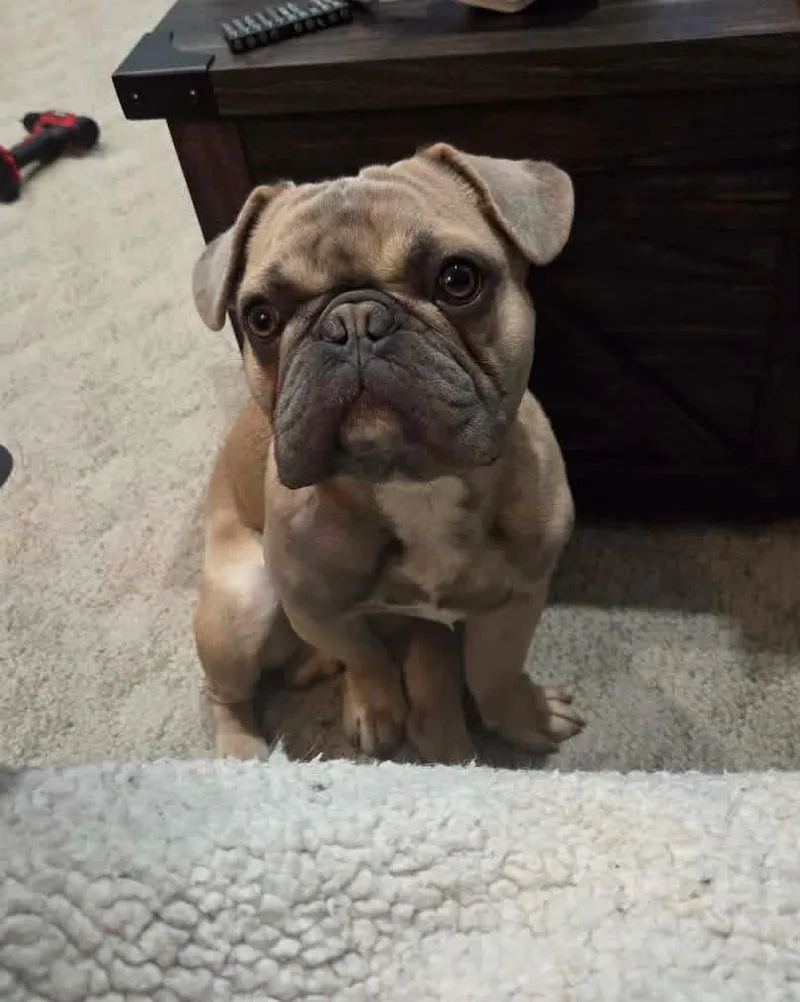 A young small-sized male Yellow / Tan / Blond / Fawn French Bulldog dog named Potato for adoption in Grand Haven, MI