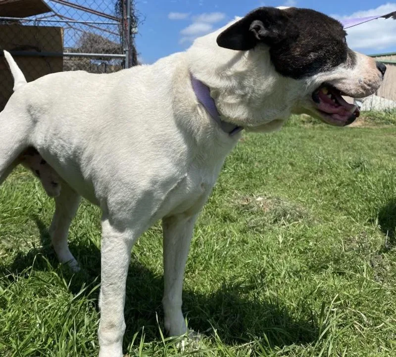 An adult medium-sized male Brindle Pit Bull Terrier dog named Zeus for adoption in Ladonia, TX
