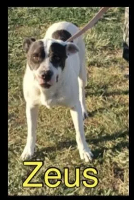 Zeus thumbnail 5