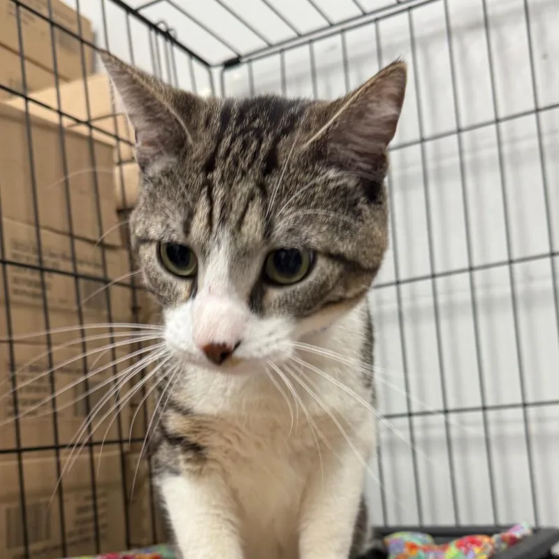 An adult small-sized male White Domestic Short Hair cat named Ultra Ross for adoption in Normal, IL