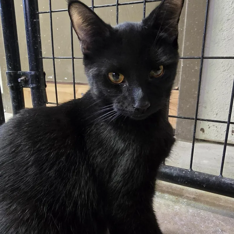 A young medium-sized male Black Domestic Short Hair cat named Chomper for adoption in Long Beach, CA