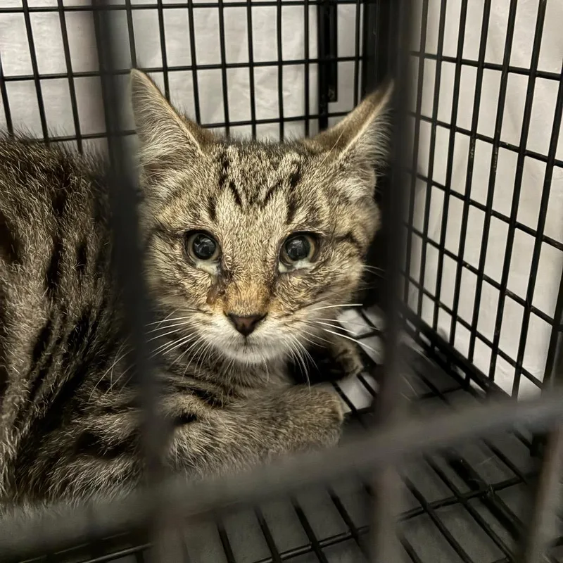 A baby small-sized male Gray / Blue / Silver Domestic Short Hair cat named FoomFoom for adoption in Huntington, WV
