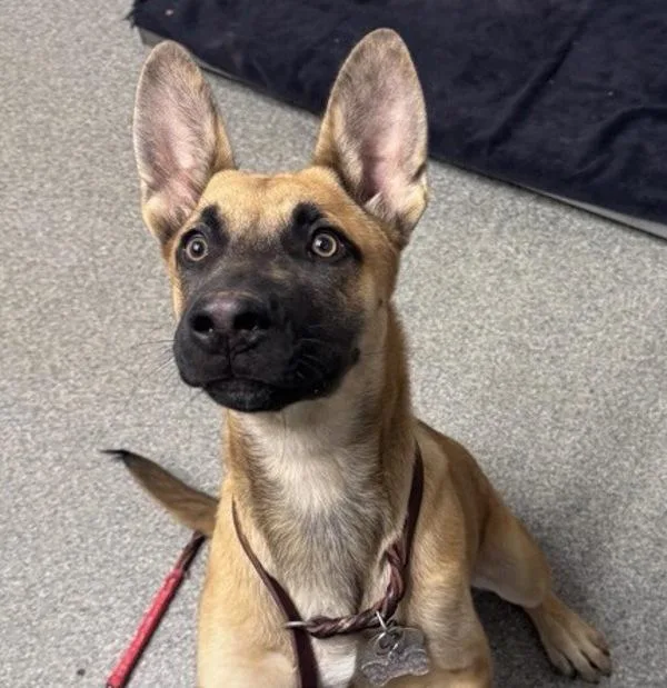 A young medium-sized male German Shepherd Dog dog named Cornelius for adoption in Escondido, CA