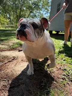 Bussinbella thumbnail 2