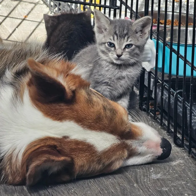 Lucky Green thumbnail 2