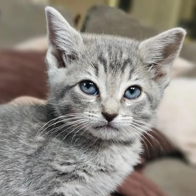 Lucky Green thumbnail 3