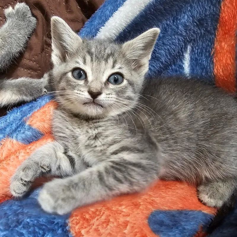 Lucky Green thumbnail 4