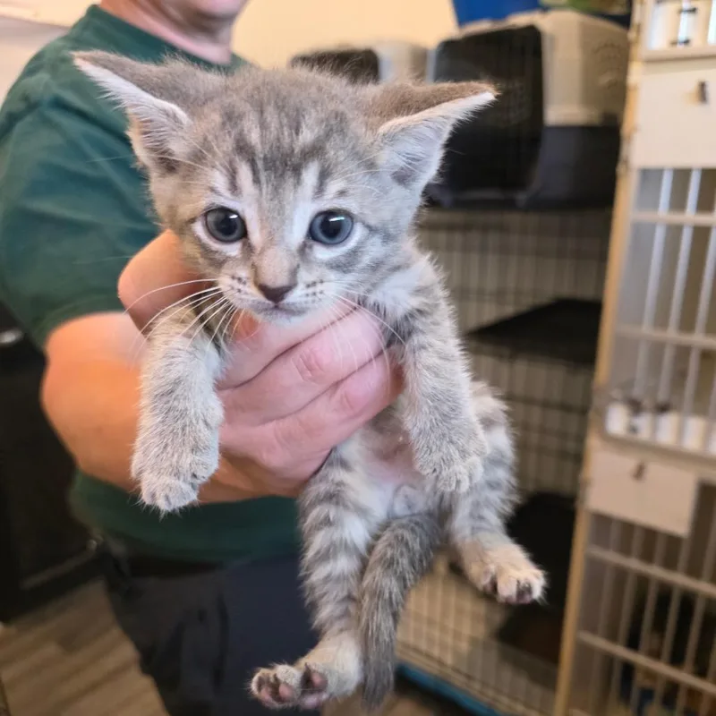 Lucky Green thumbnail 5