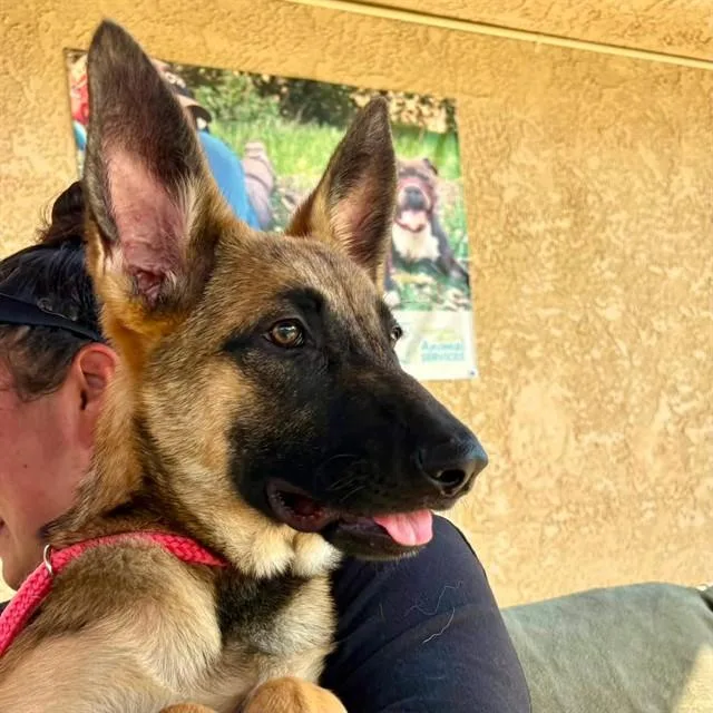 A baby large-sized female German Shepherd Dog dog named Mabel for adoption in Camarillo, CA
