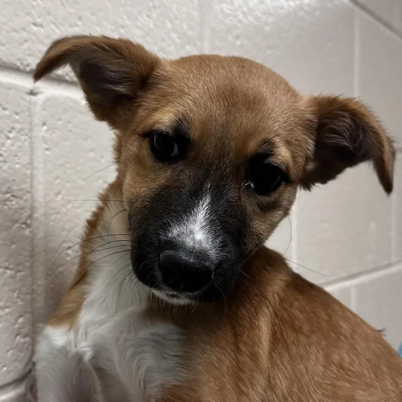 A baby medium-sized female Cattle Dog dog named Waffles for adoption in Reno, NV