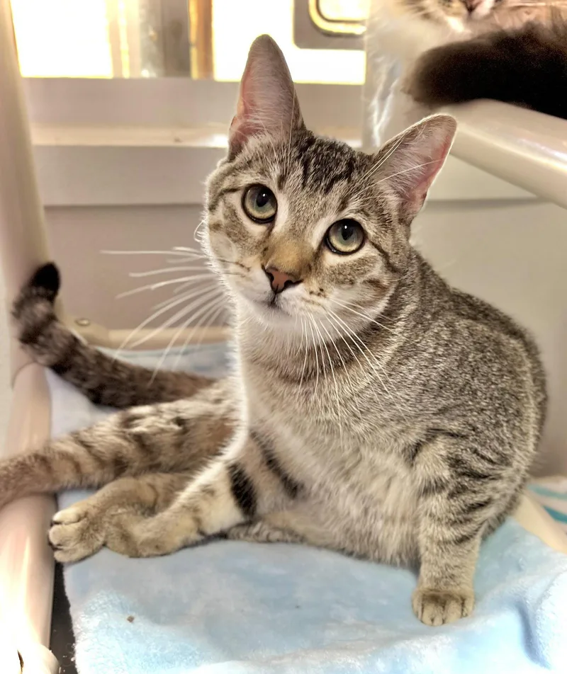 A young medium-sized female Domestic Short Hair cat named Nog for adoption in Estherville, IA