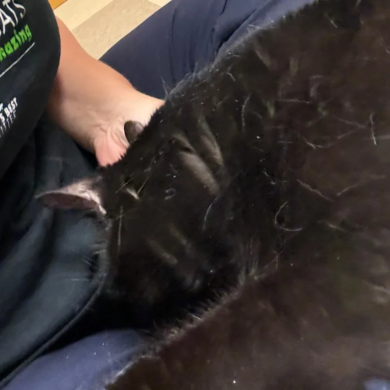 An adult extra large-sized female Black Domestic Long Hair cat named Nebula for adoption in Fairport, NY
