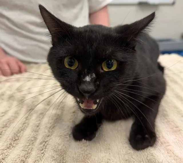 An adult small-sized male Domestic Short Hair cat named Pumpkin Fitzgerald for adoption in Peoria, IL