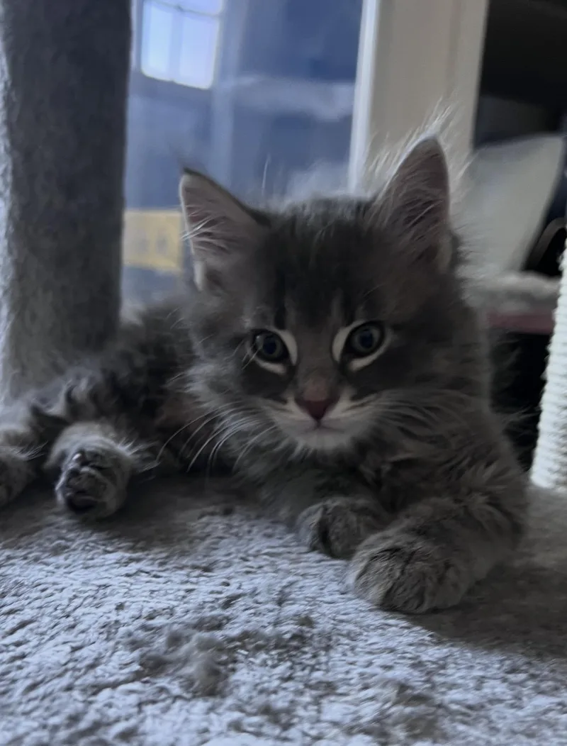 A baby small-sized male Domestic Medium Hair cat named Jasper for adoption in Lockport, IL