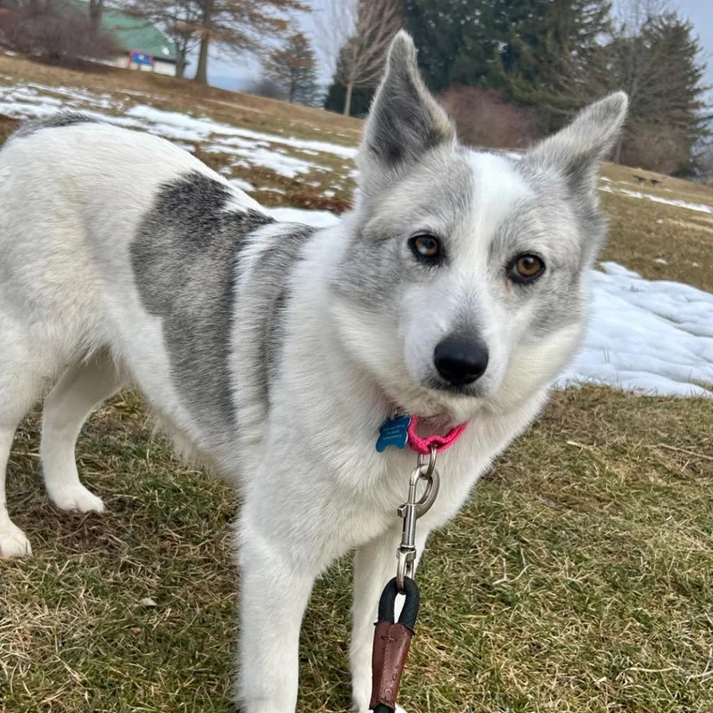 An adult medium-sized female Pomeranian dog named Perdita for adoption in State College, PA