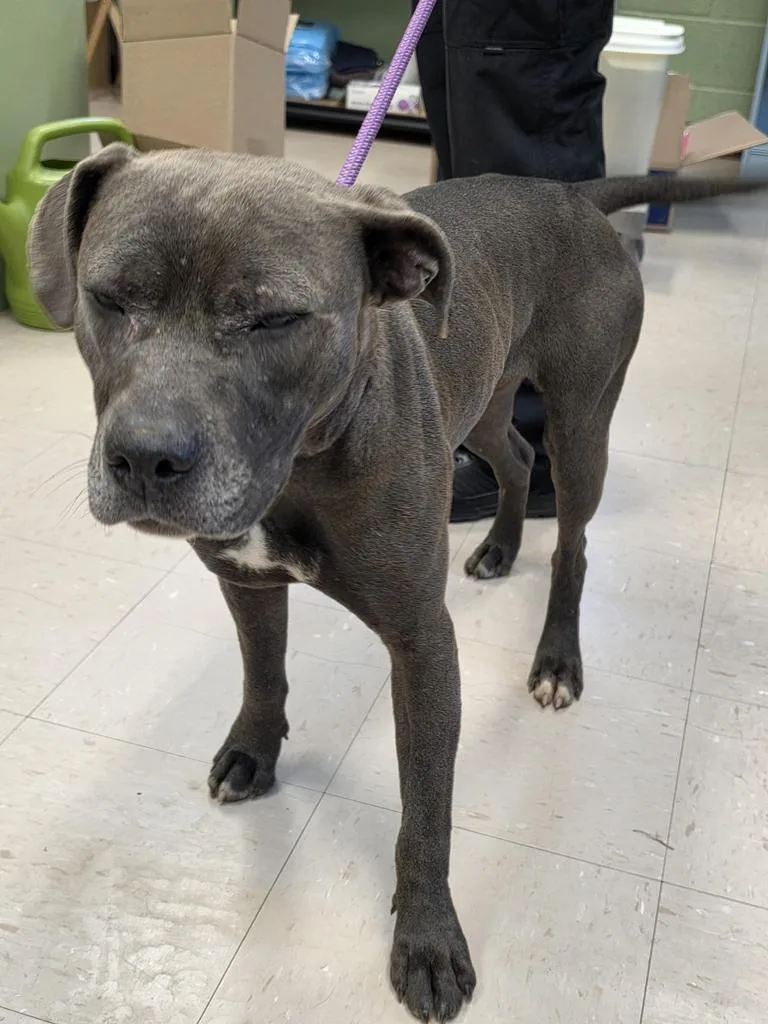 A young medium-sized female American Bulldog dog named Montsie for adoption in Burnsville, NC