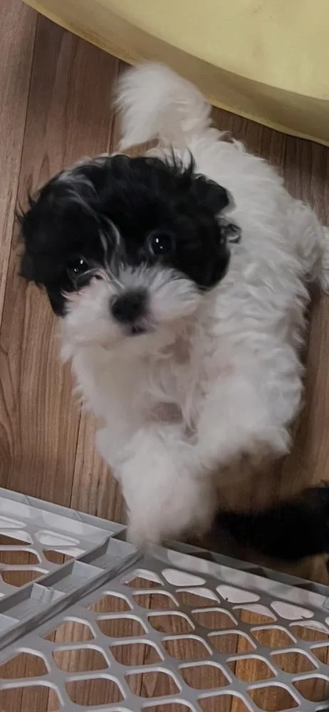 A baby small-sized female Tricolor (Brown, Black, & White) Havanese dog named Lovie for adoption in Waterloo, IL