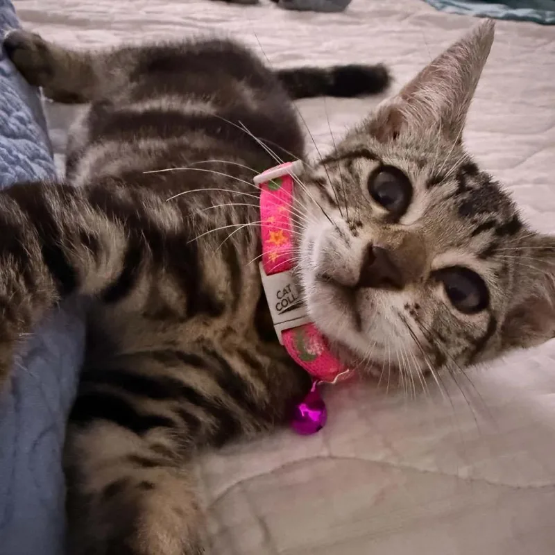 A baby small-sized female Brown / Chocolate Domestic Short Hair cat named Corazon for adoption in Miami, FL