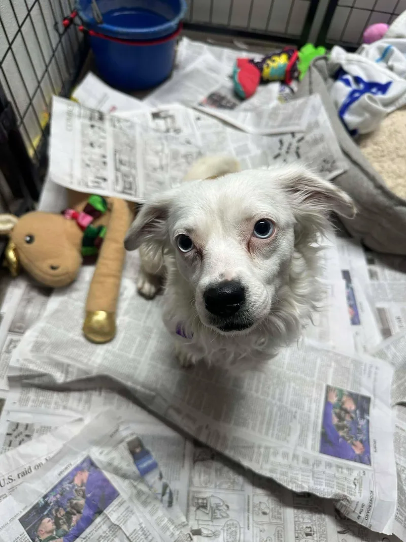 Bright Frankie thumbnail 2