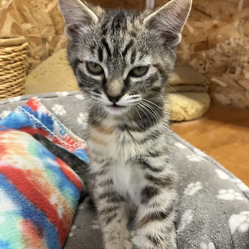 A baby medium-sized female Tabby (Brown / Chocolate) Domestic Medium Hair cat named Kali for adoption in Pendleton, OR