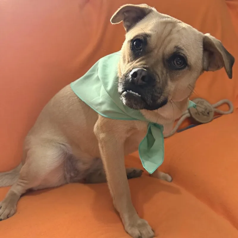 A young medium-sized female Yellow / Tan / Blond / Fawn Pug dog named Rosie for adoption in Farmersville, OH