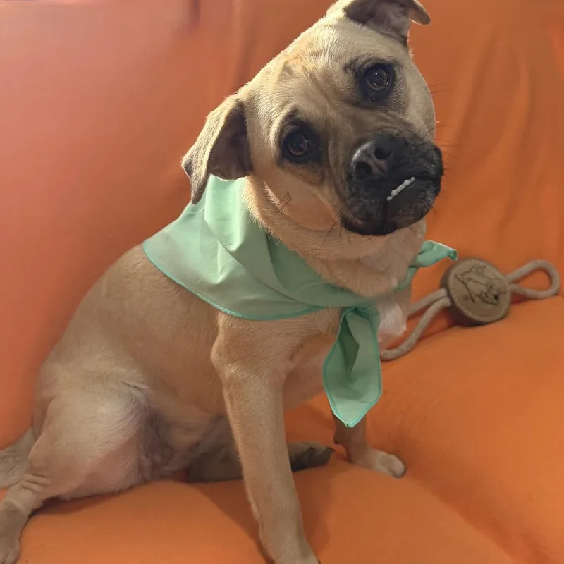 Rosie thumbnail 6