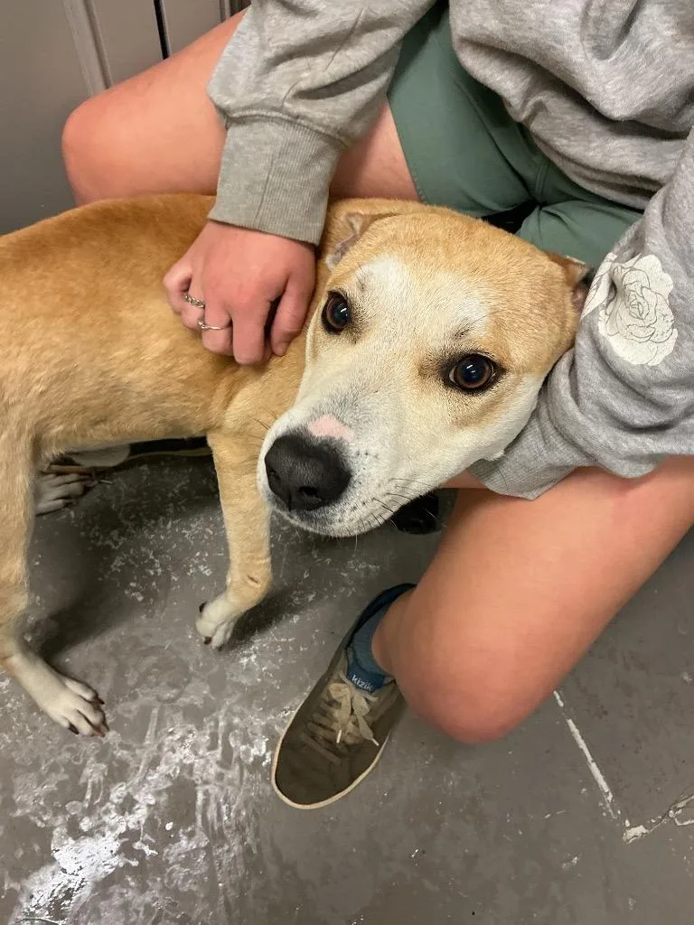 A young medium-sized male Shiba Inu dog named Boone for adoption in Dyersburg, TN