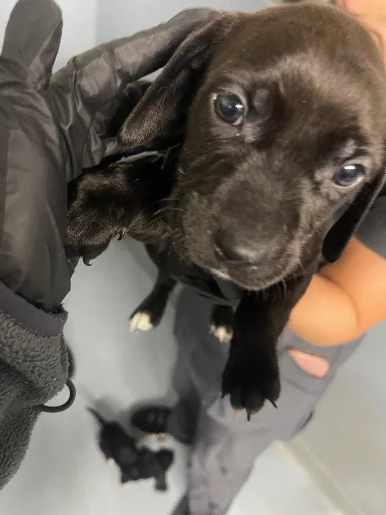A baby large-sized female Mixed Breed dog named Harper for adoption in Cartersville , GA
