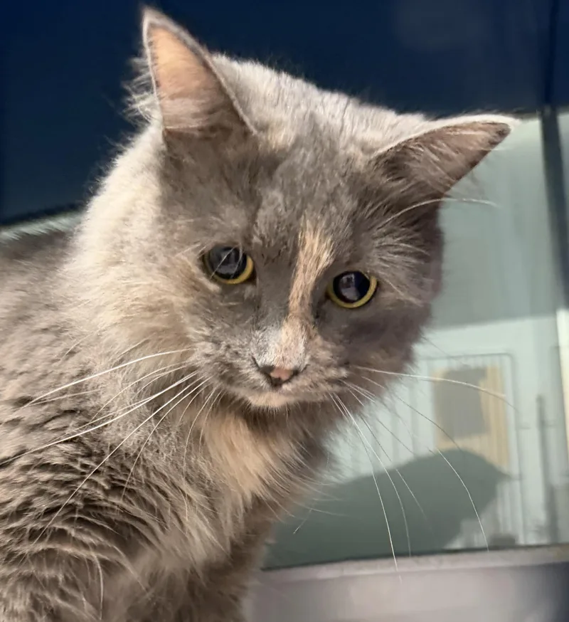 A young medium-sized female Gray & White Domestic Medium Hair cat named Moon for adoption in Sault Sainte Marie, MI