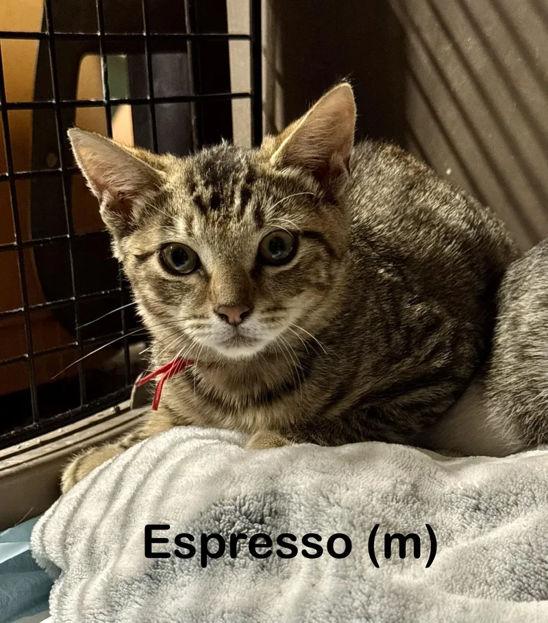 A baby small-sized male Domestic Short Hair cat named Espresso for adoption in Dixon, CA