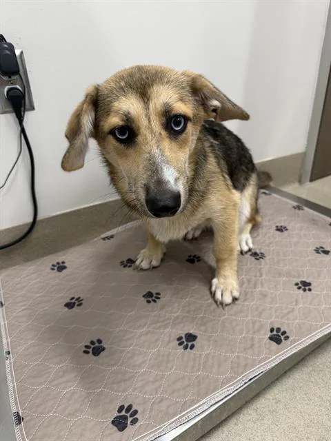 A young medium-sized female Black Mouth Cur dog named Lettie for adoption in Baytown, TX