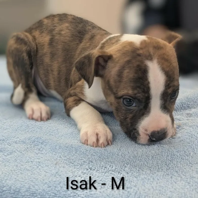Isak