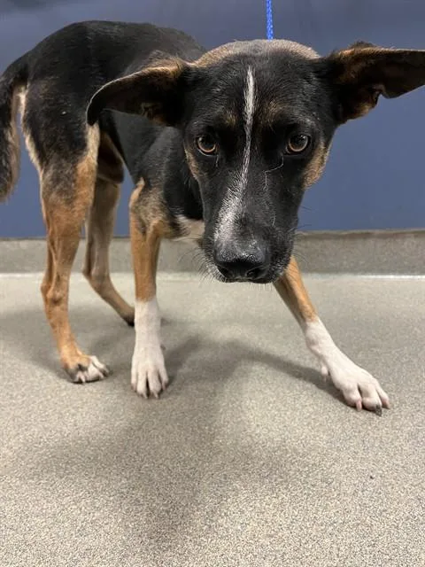 A young medium-sized male Rat Terrier dog named Nova for adoption in Miami, FL