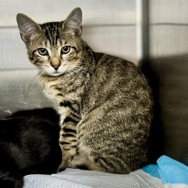 A baby small-sized male Brown / Chocolate Domestic Short Hair cat named Robinson for adoption in Tavares, FL