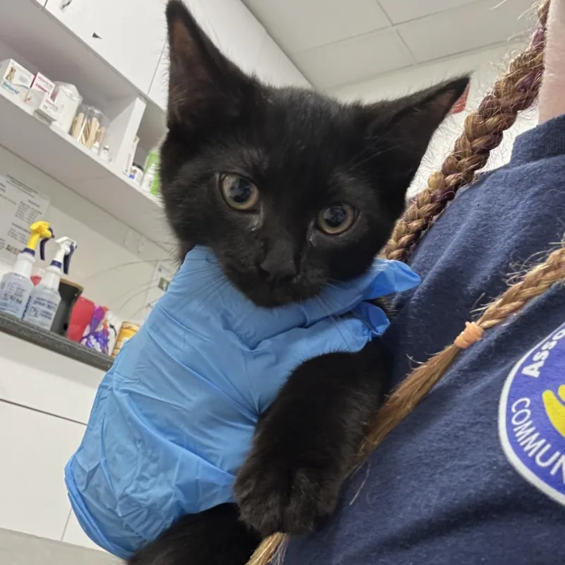 A baby small-sized female Black Domestic Short Hair cat named Morticia for adoption in Newark, NJ