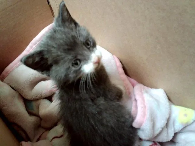 A baby small-sized male Domestic Short Hair cat named A for adoption in Martinez, CA